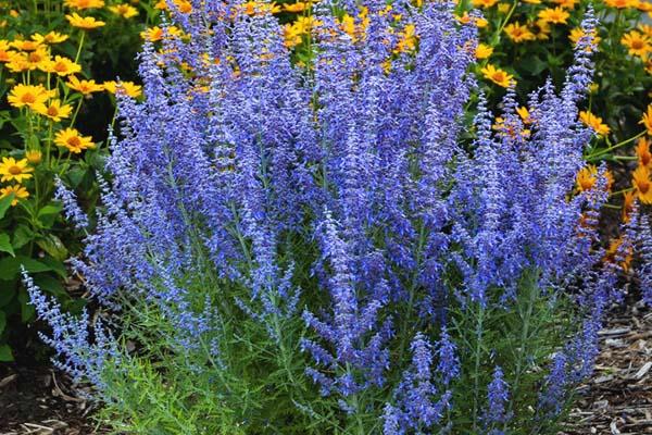 Russian Sage 'Denim 'N Lace' 1 Gallon