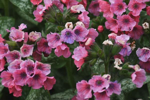 Lungwort 'Pretty in Pink' 2 Gallon