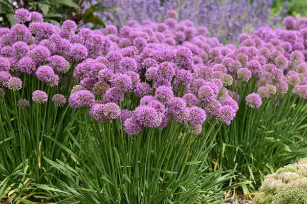 Ornamental Onion 'Serendipity' 1 Gallon