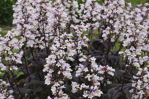 Beardtongue 'Onyx and Pearls' 1 Gallon