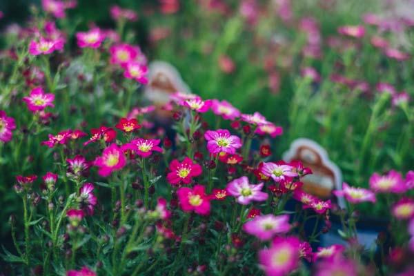 Mossy Saxifrage 'Scenic Red' 1 Gallon