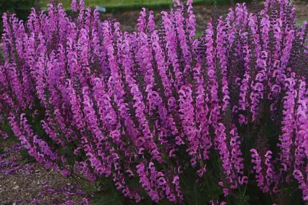 Meadow Sage Fashionista&reg; 'Moulin Rouge' 2 Gallon