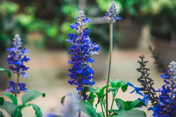 Flowering Sage