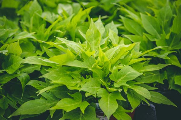 Sweet Potato Vine