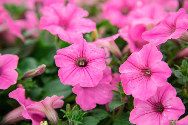 Petunias