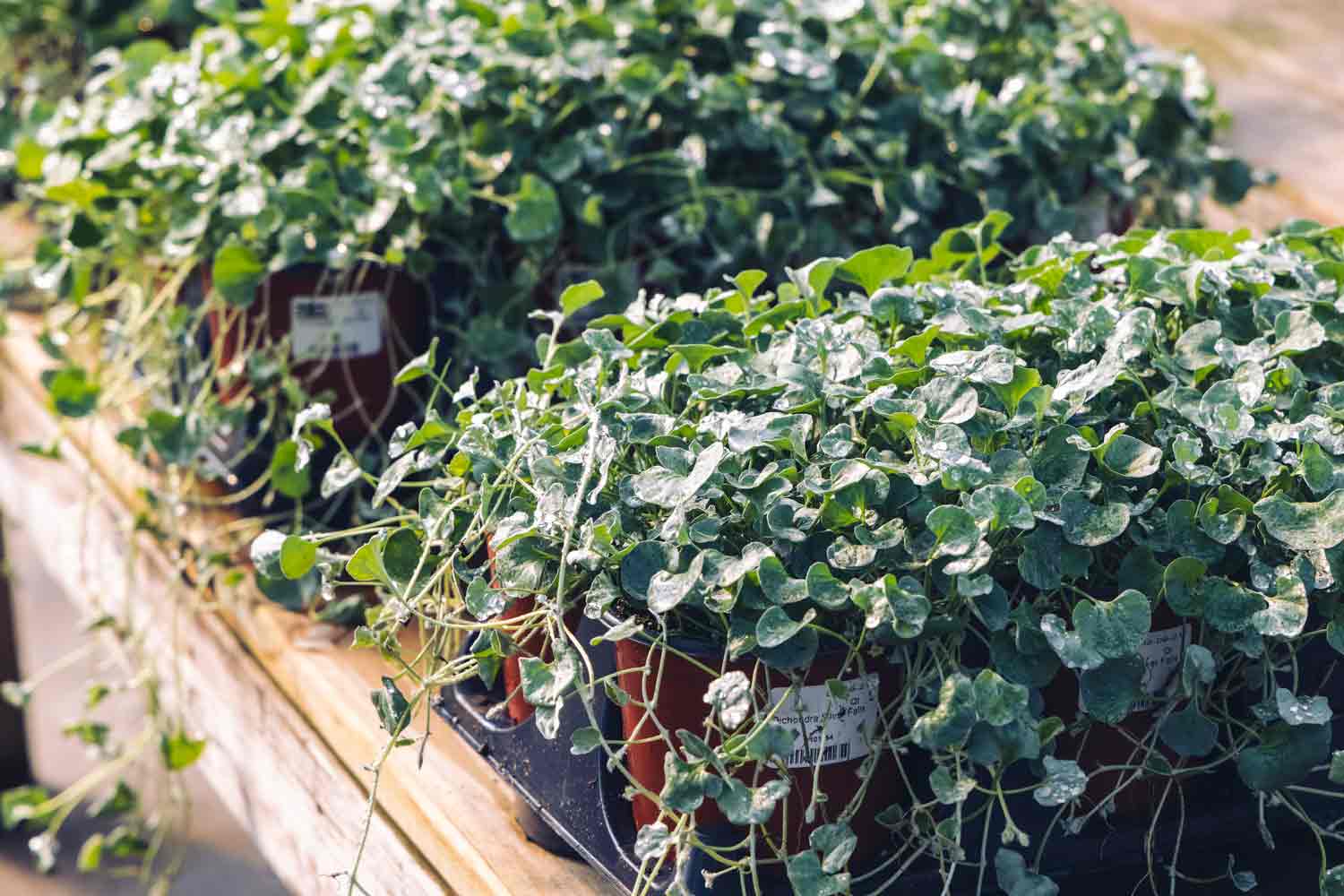 Dichondra 'Silver Falls' Quart