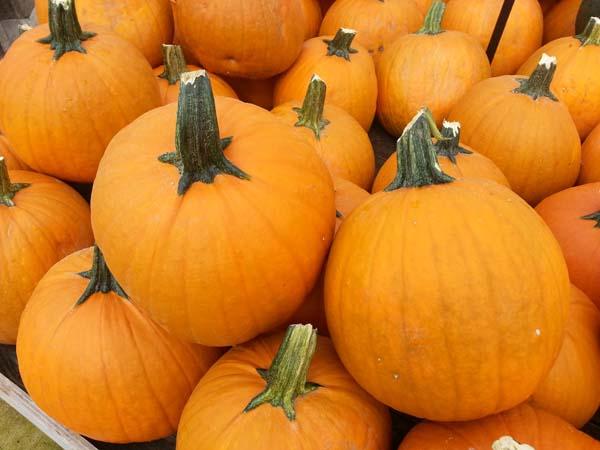 Pumpkin 'Gladiator' 3.5"