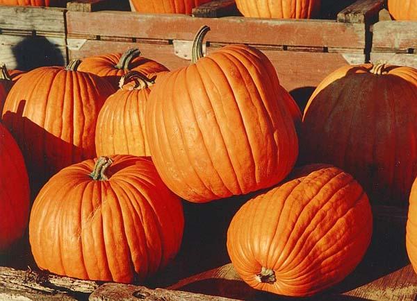 Pumpkin 'Dill's Atlantic Giant' 3.5"