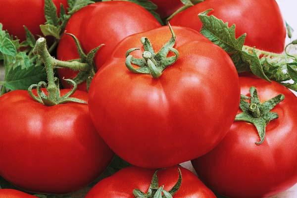 Bush Tomato 'Better Boy' 1 Gallon