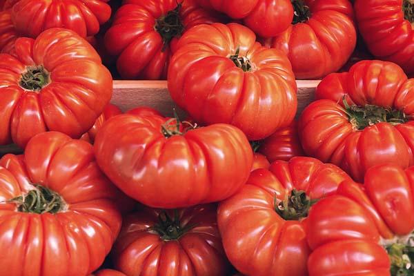 Tomato 'Big Boy' 1 Gallon