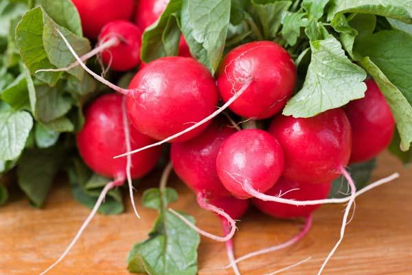 Radish 'Cherry Belle' 3.5"