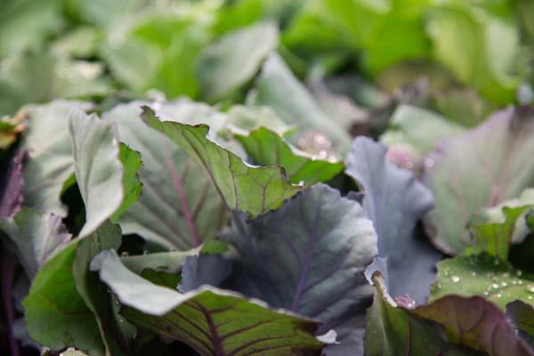 Cabbage 'Red Jewel' 3.5"