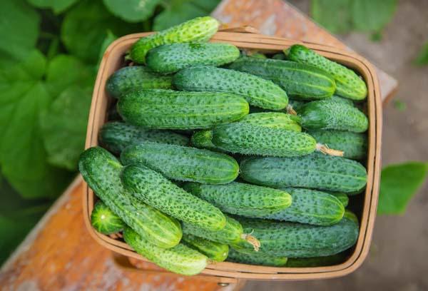 Cucumber 'Pick a Bushel' 12"