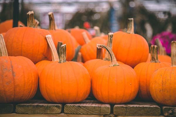 Pumpkin 'Pik-A-Pie' 3.5"