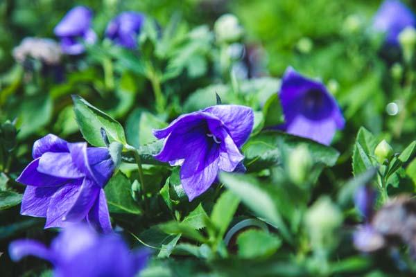 Balloon Flower 'Astra Blue' Quart