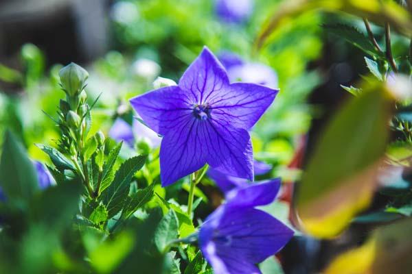 Balloon Flower 'Sentimental Blue' Quart