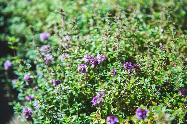 Creeping Thyme 'Magic Carpet' Market Basket