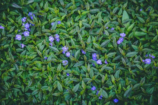 Creeping Speedwell 'Georgia Blue' Market Basket