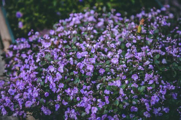 Speedwell "Waterperry Blue' Market Basket