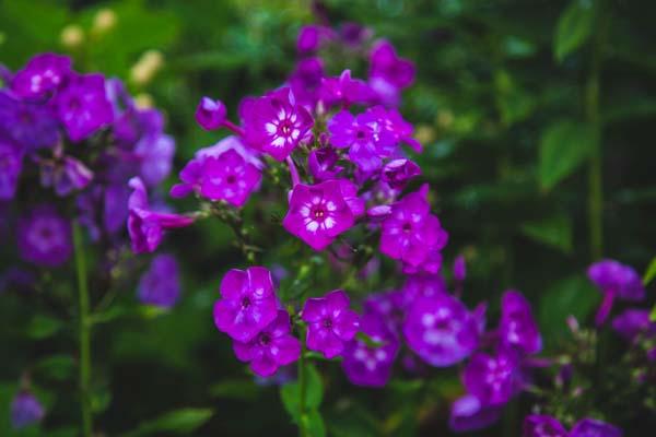 Summer Phlox 'Laura' 1 Gallon