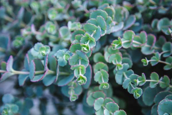 October Daphne Variegated Stonecrop 2 Gallon