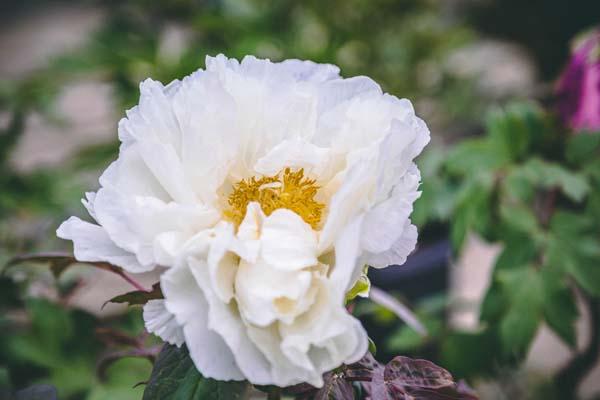 Tree Peony 'Meikouhou' 2 Gallon