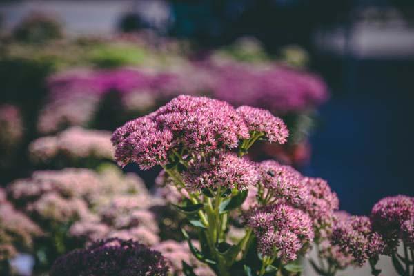 Stonecrop 'Neon' 2 Gallon