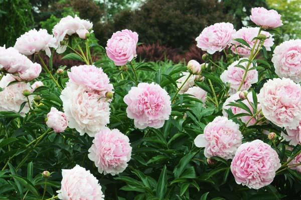 Peony 'Sarah Bernhardt' 2 Gallon