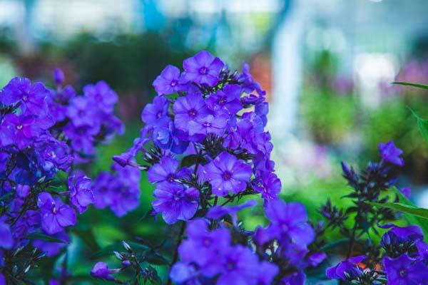 Summer Phlox 'Blue Paradise' 1 Gallon