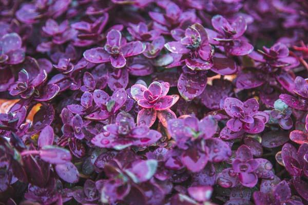 Stonecrop SunSparkler&reg; 'Wildfire' 1 Gallon