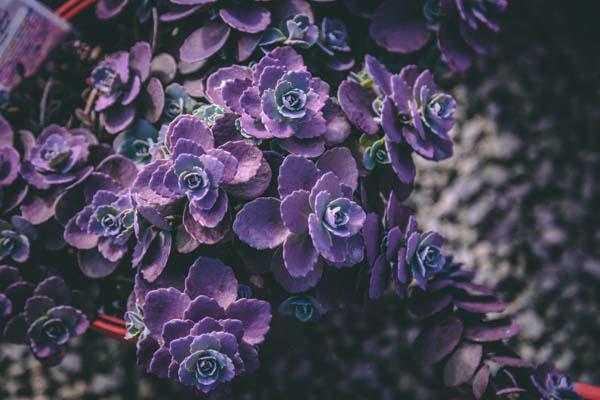 Stonecrop 'Ayers Rock' 1 Gallon