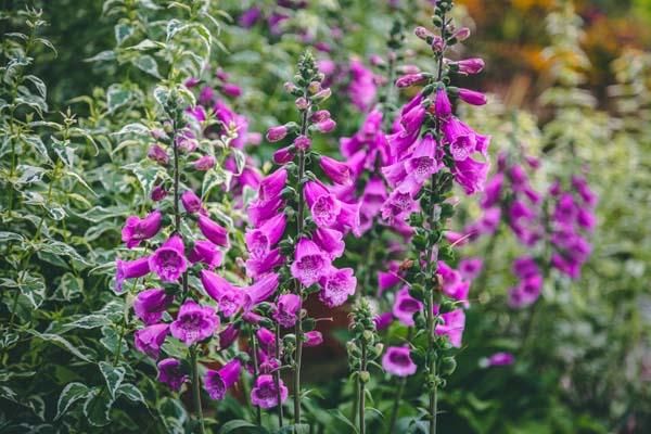 Foxglove 'Dalmation Purple' 1 Gallon