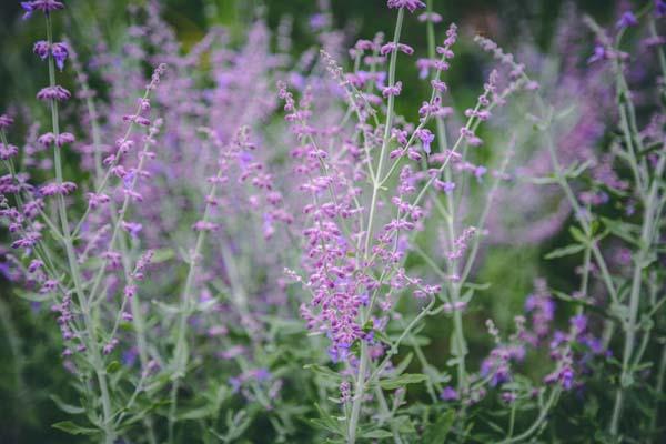 Russian Sage 'Longin' 2 Gallon