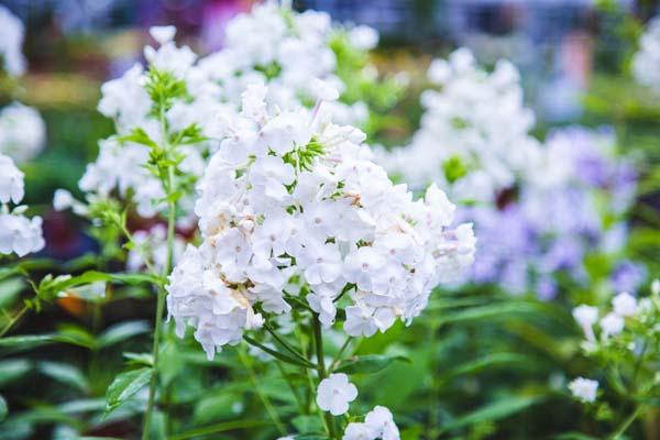Summer Phlox 'David' 2 Gallon
