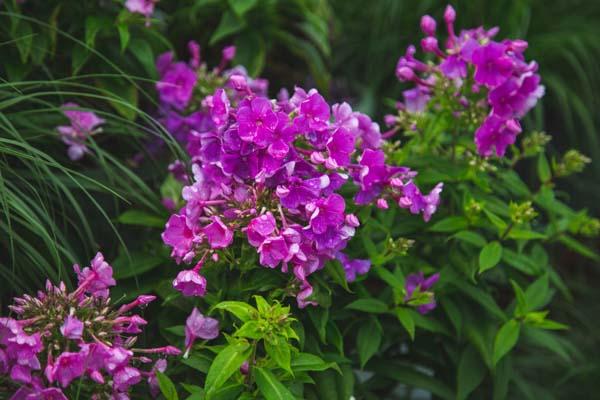 Summer Phlox FLAME&trade; Purple 1 Gallon