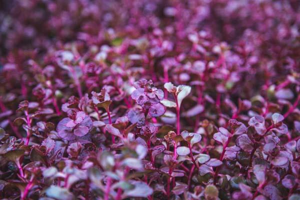 Stonecrop 'Voodoo' Market Basket