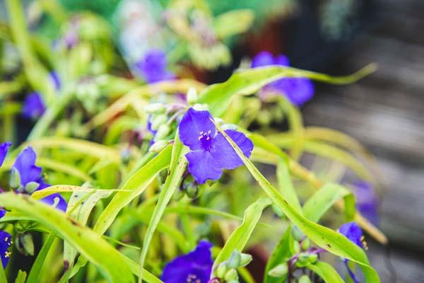 Spiderwort 'Sweet Kate' 1 Gallon