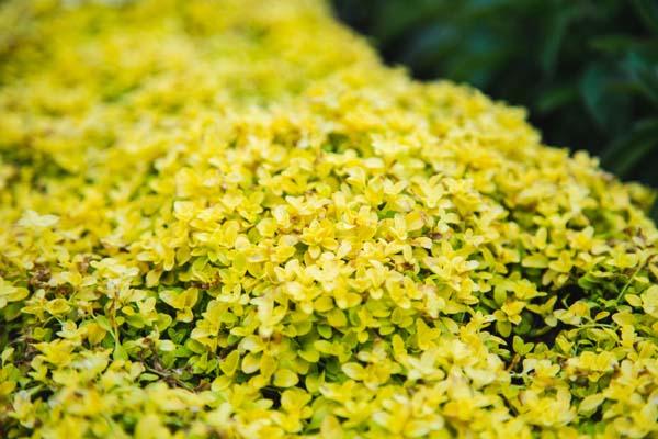 Creeping Speedwell 'Sunshine' Market Basket