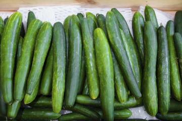 Cucumber 'Burpless' 3.5"