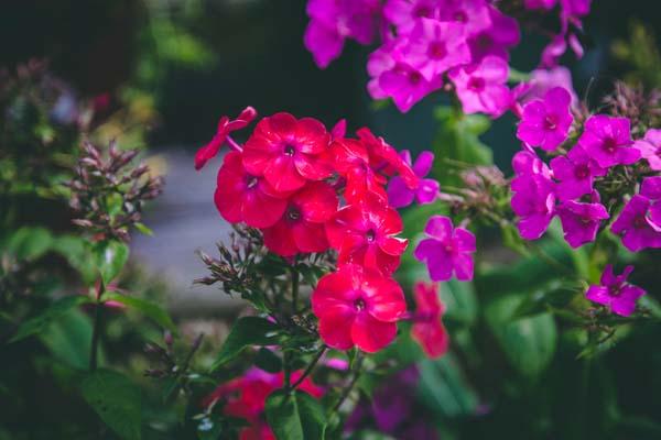 Summer Phlox FLAME&trade; Coral Red 2 Gallon