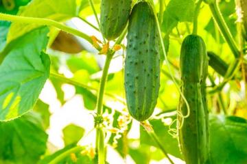 Cucumber 'Patio Pickle' 3.5"