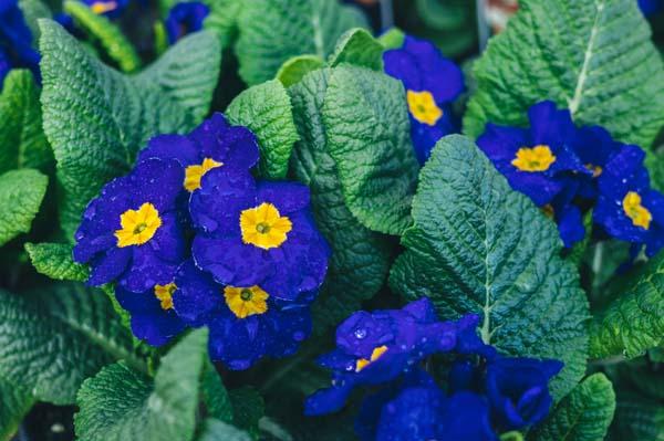 Primrose 'Supernova Blue' Quart