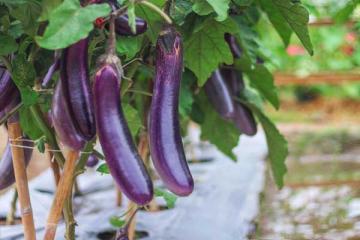 Eggplant 'Hansel' 3.5"