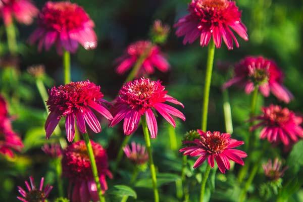 Coneflower Double Scoop&trade; Raspberry 1 Gallon