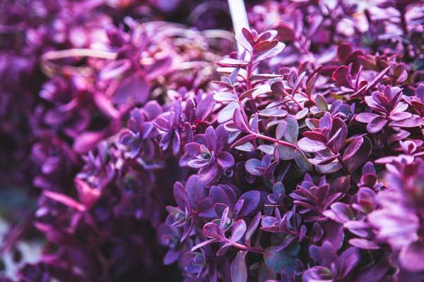 Stonecrop SunSparkler&reg; 'Firecracker' 1 Gallon