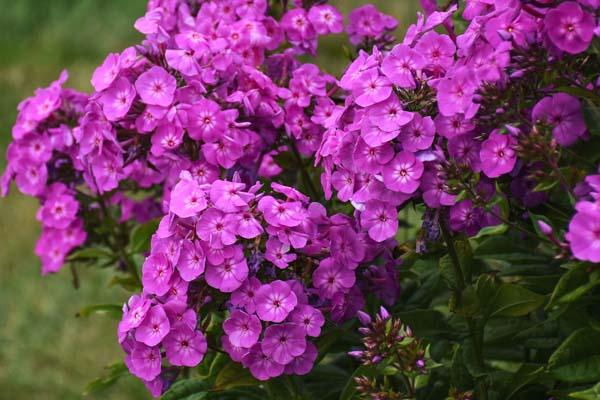 Summer Phlox Garden Girls&trade; 'Cover Girl' 2 Gallon