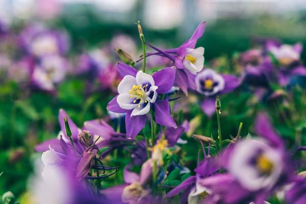 Columbine Earlybird&trade; 'Purple Blue' 1 Gallon