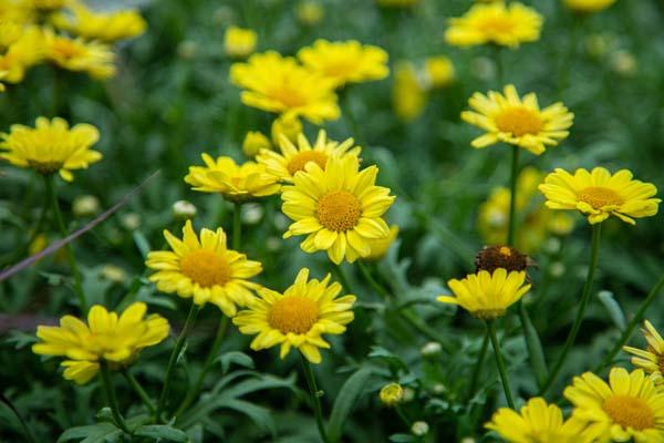 Marguerite Daisy Golden Butterfly&reg; Quart