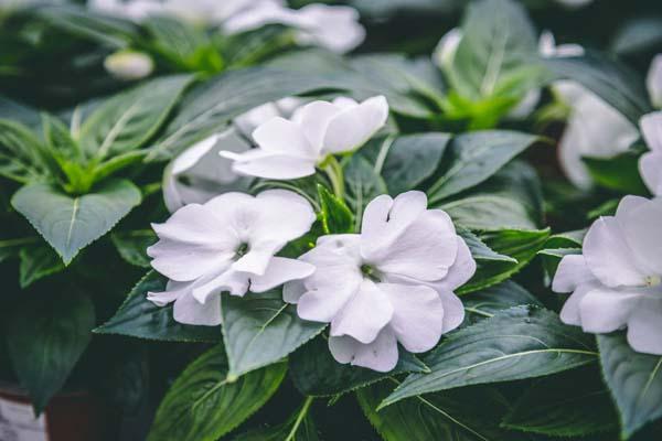 New Guinea Impatiens 'Harmony Snow' Quart