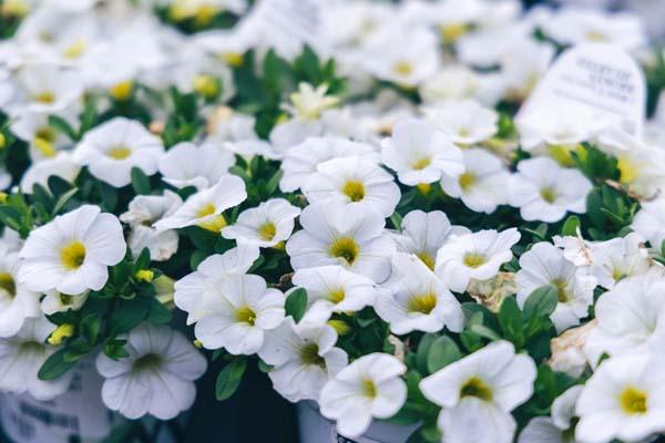 Superbells&reg; White Quart